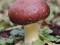 Mushroom Kits & Plugs