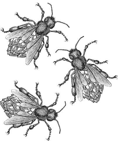 Buzz Bomb Honey IPA - Extract Homebrewing Kit