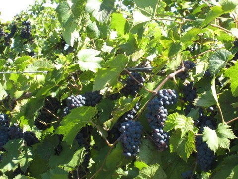 Grape Vine - Frontenac