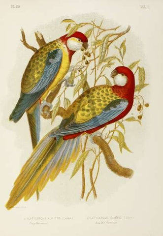 Buenos Diaz Witbier Extract Kit