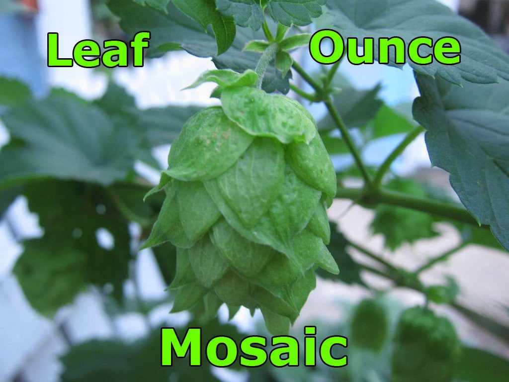Hops - Mosaic Leaf Hops 2 Oz (US)