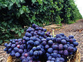 International Grape Juice