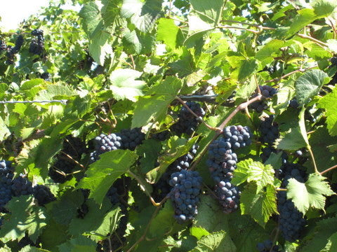 Grape Vines
