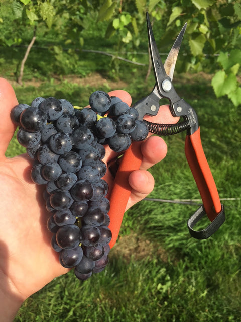 Winemaking