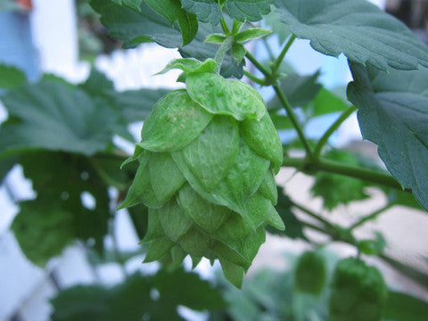 Hops