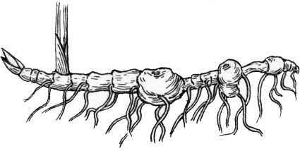 Hop Rhizomes