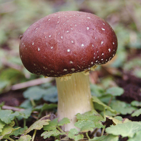 Mushroom Kits & Plugs