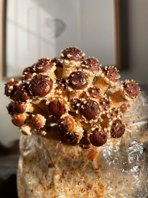Gourmet Mushroom Grow Kit - Chestnut - 5 lb