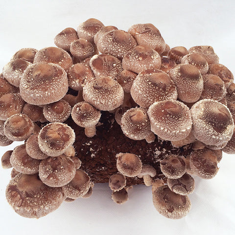 Gourmet Mushroom Grow Kit - Shiitake Table Top Farm