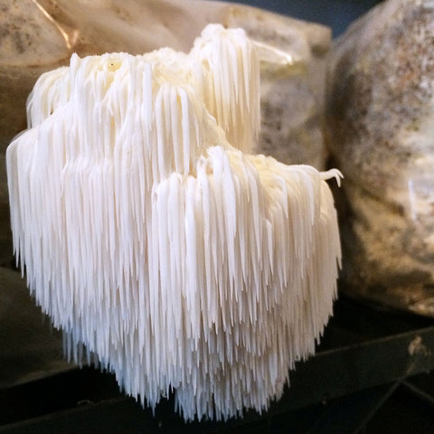 Gourmet Mushroom Grow Kit - Lion's Mane Table Top Farm