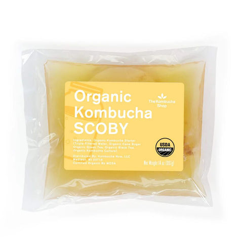 Kombucha Scoby from The Kombucha Shop