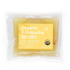 Kombucha Scoby from The Kombucha Shop