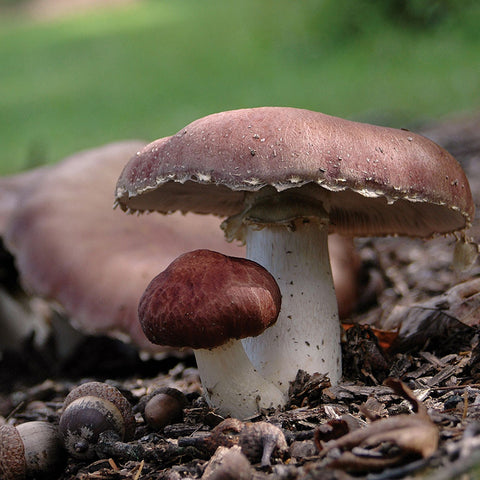 Gourmet Mushroom Grow Kit - Wine Cap Sawdust Spawn
