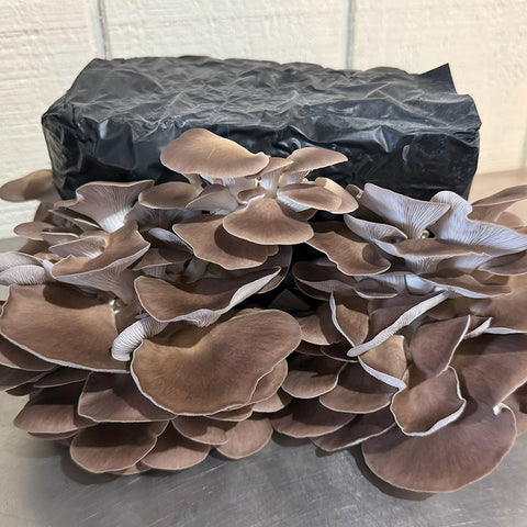 Gourmet Mushroom Grow Kit - Italian Oyster Table Top Farm
