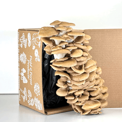 Gourmet Mushroom Grow Kit - Italian Oyster Table Top Farm
