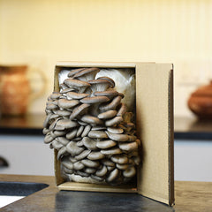 Gourmet Mushroom Grow Kit - Grey Dove Oyster Table Top Farm