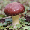 Gourmet Mushroom Grow Kit - Wine Cap Sawdust Spawn
