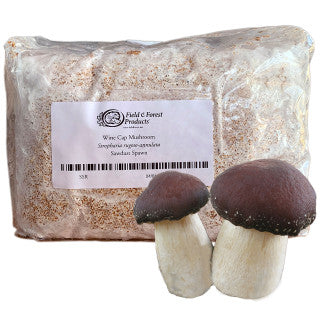 Gourmet Mushroom Grow Kit - Wine Cap Sawdust Spawn