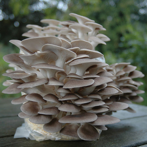 Gourmet Mushroom Grow Kit - Grey Dove Oyster Table Top Farm