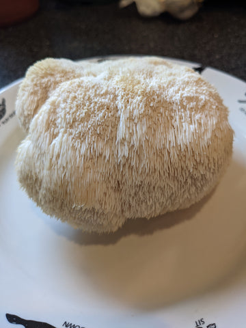 Gourmet Mushroom Grow Kit - Lion's Mane - 5 lb