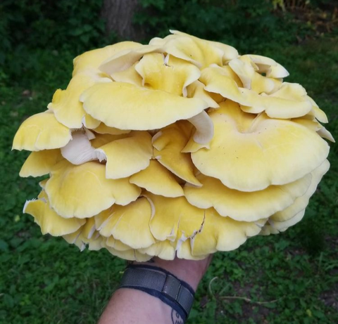 Gourmet Mushroom Grow Kit - Golden Oyster - 5 lb