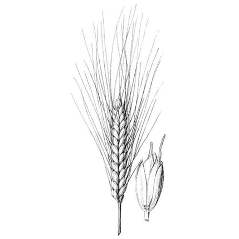 All-Grain Ingredient Kits - 1 Gallon Maniken Wheat Ale Extract Kit