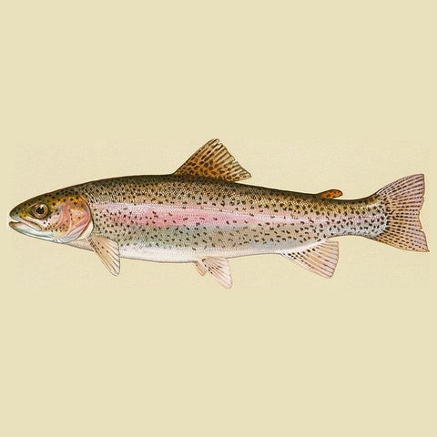 All-Grain Ingredient Kits - Three Finned IPA - All-Grain