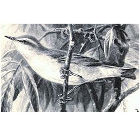 All-Grain Ingredient Kits - Warbler Pale Ale - All Grain Kit