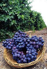Concentrate Kits - Chilean Pinot Noir Juice - Pre-Order