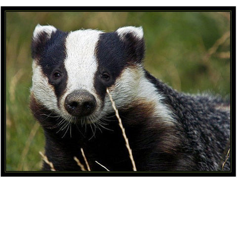 Extract Ale Kits - Badger Amber Ale Extract Kit