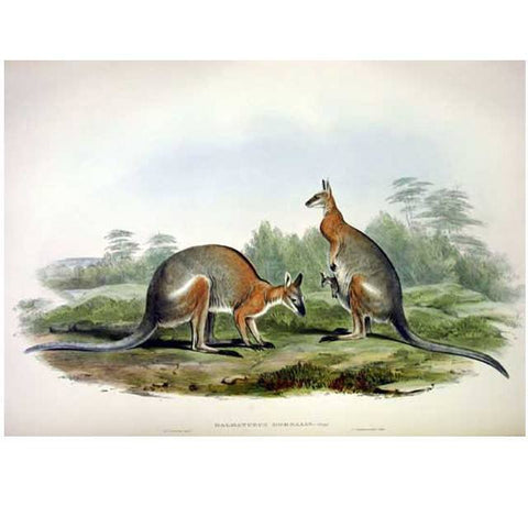 Extract Ale Kits - Single Hop Wallaby Saison Extract Kit