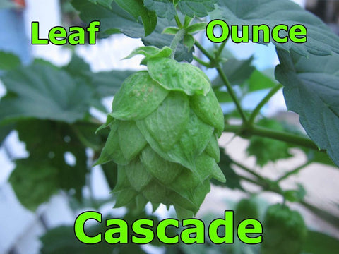 Hops - Cascade Leaf Hops 1 OZ (US)