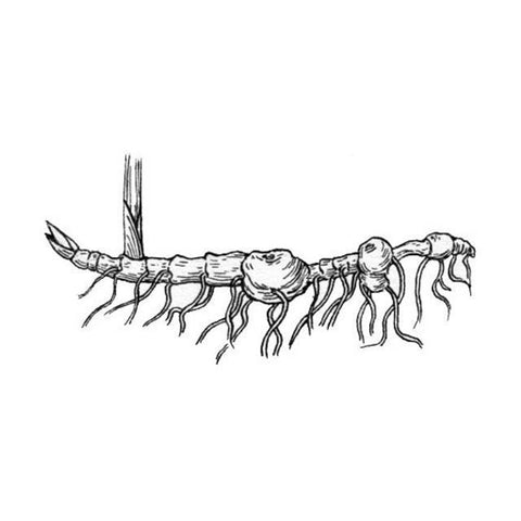 Hops - Hop Rhizome - Centennial