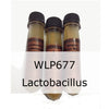 Liquid Yeast - WLP677 White Labs Lactobacillus Bacteria